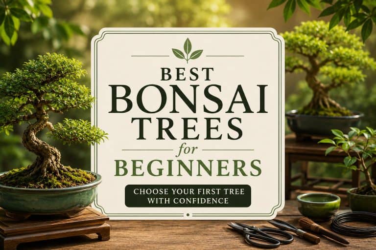 Best bonsai trees for beginners featuring Chinese elm bonsai and beginner bonsai tools