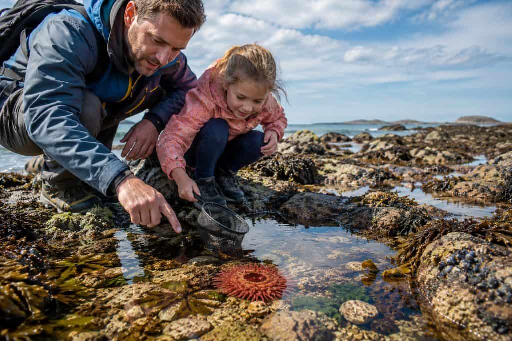 Adult and child exploring a coastal rock pool together while discovering marine wildlife during a rockpooling adventure on Britain's coastline.